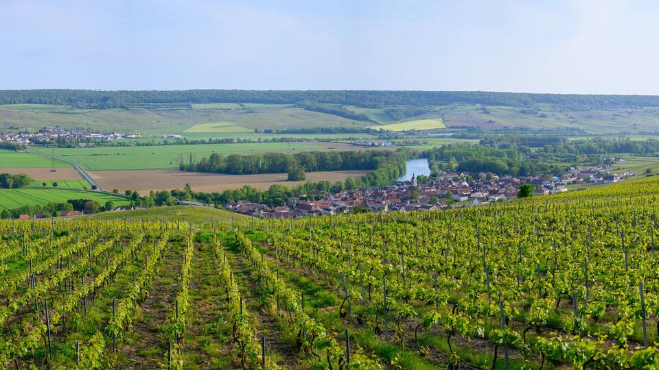 A vineyard with rows of grapevines, a small town in the valley, and rolling hills in the background.