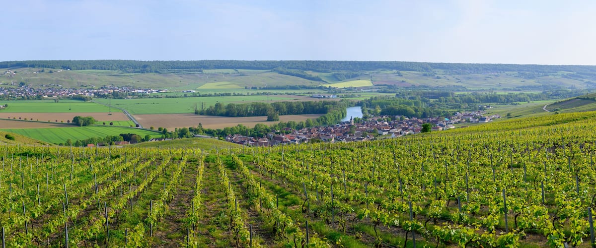 A vineyard with rows of grapevines, a small town in the valley, and rolling hills in the background.