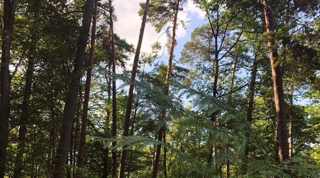 Forest Bathing (Fontainebleau, France)
#forest #france #europe
August 2019 - iPhone 8