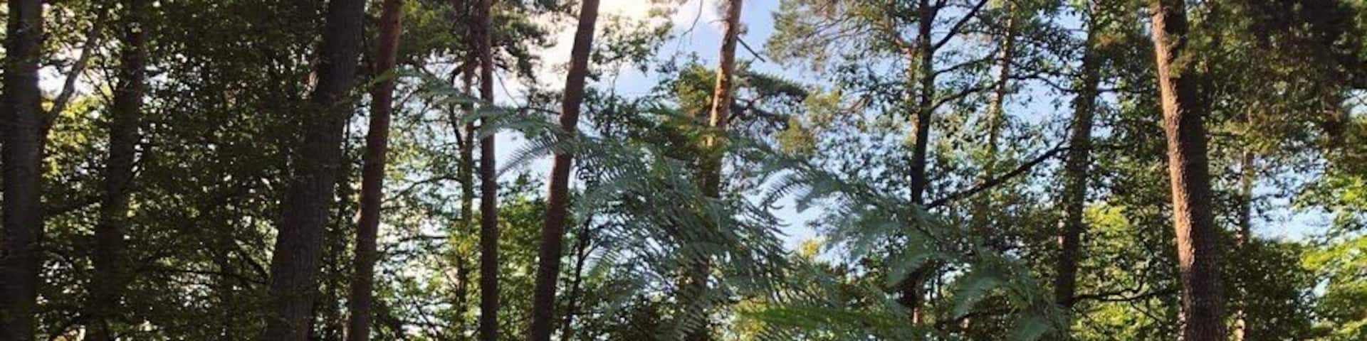 Forest Bathing (Fontainebleau, France)
#forest #france #europe
August 2019 - iPhone 8