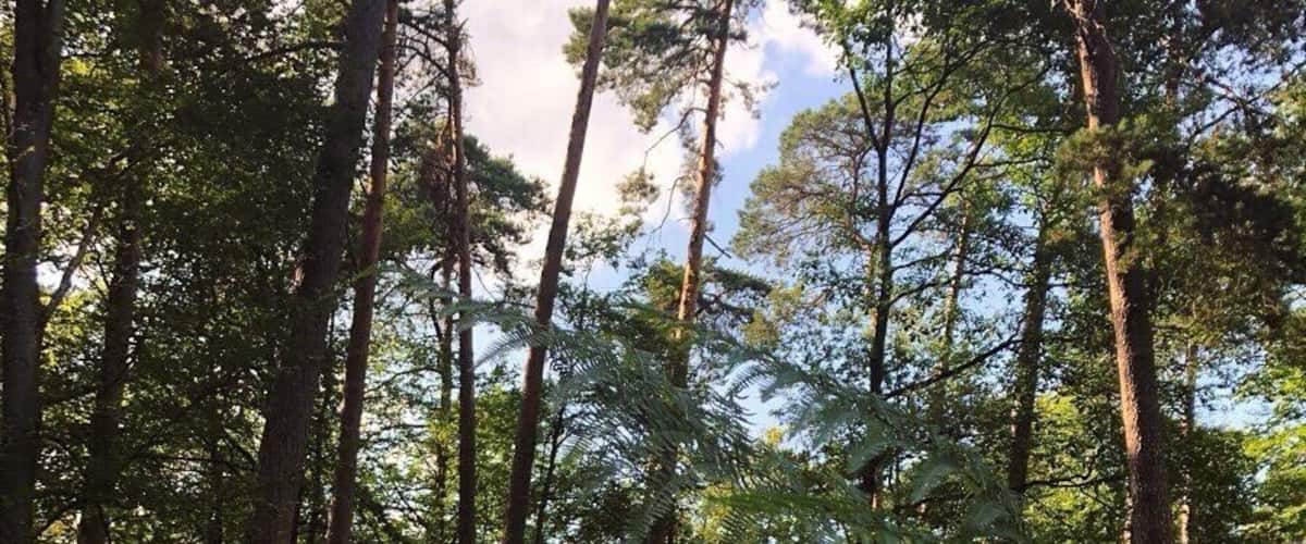 A dense forest with tall trees and lush ferns.