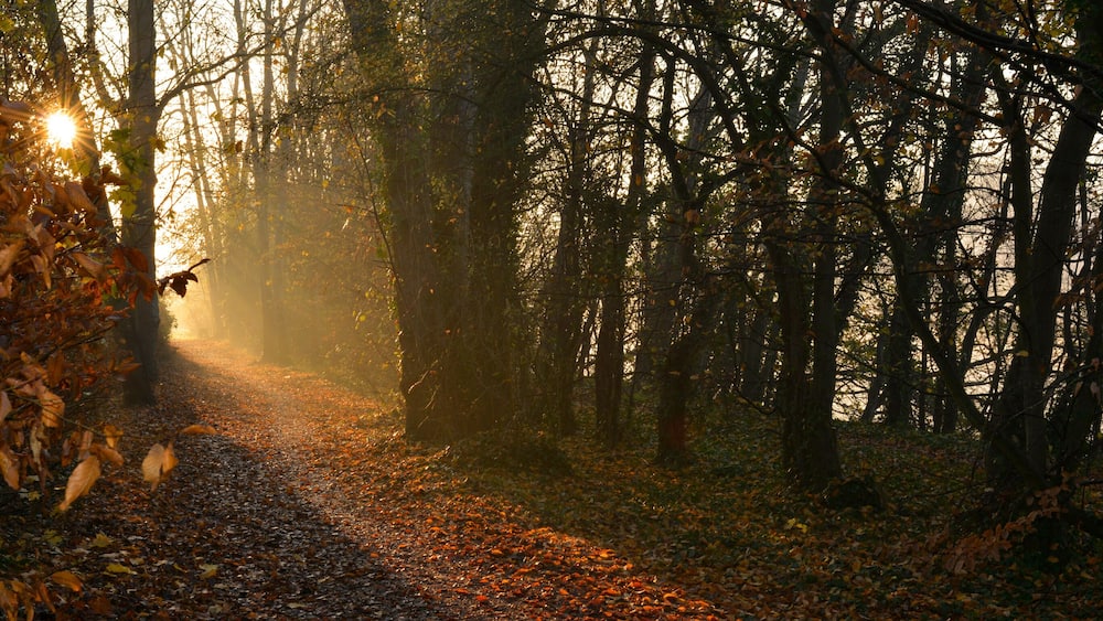 Panoramique voile céleste au bois de Neuville-sur-Oise (95000), Val-d'Oise en Île-de-France, France