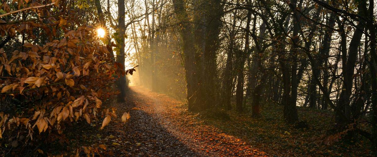 A forest path with sunlight filtering through trees.