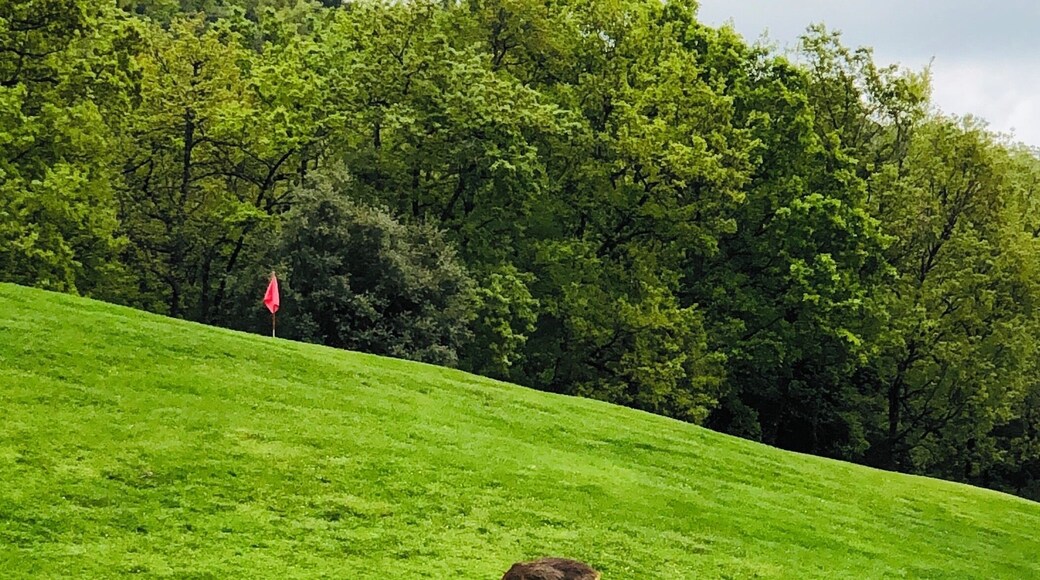 Golfing with wildlife