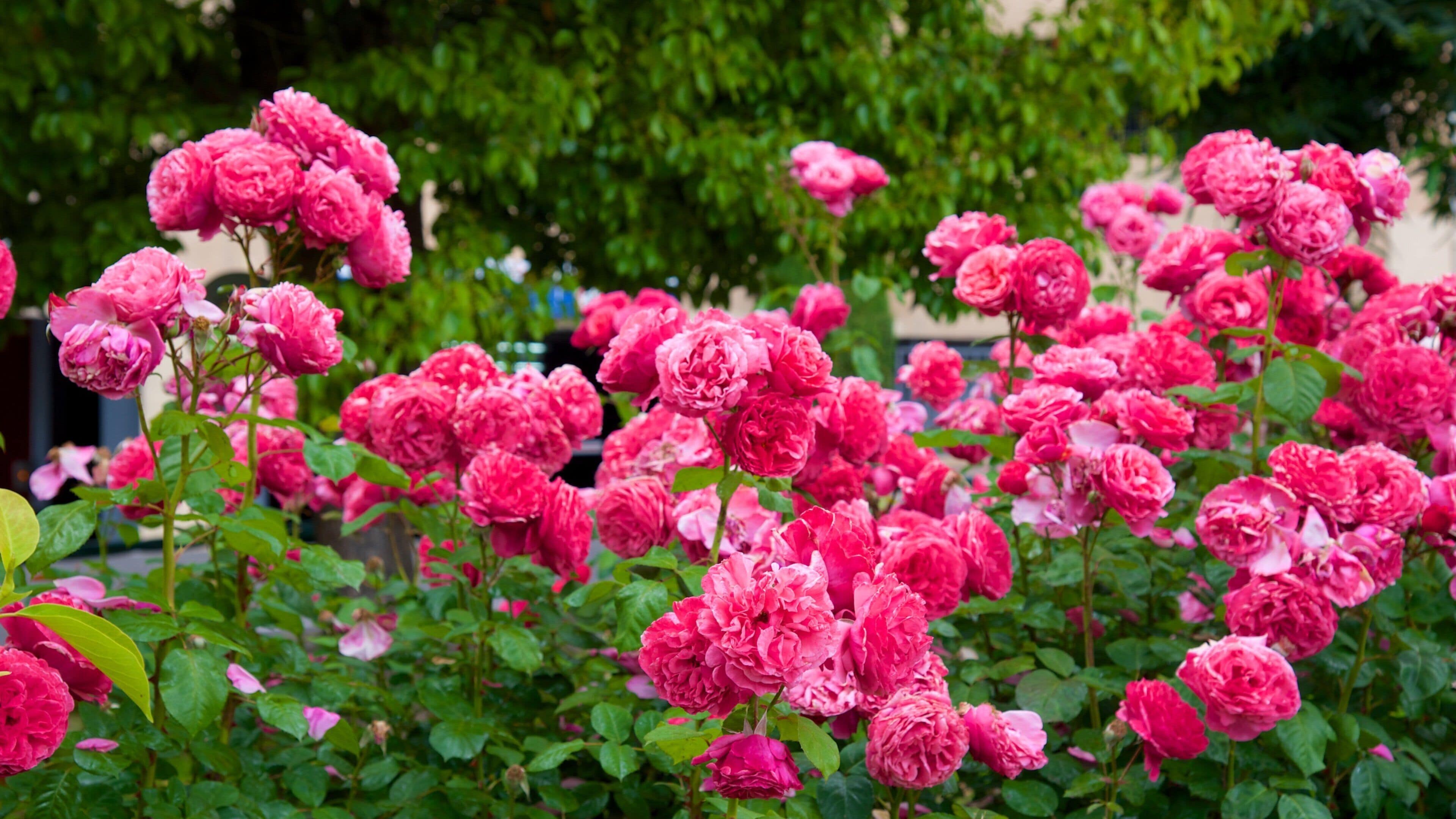 Grasse som viser blomster