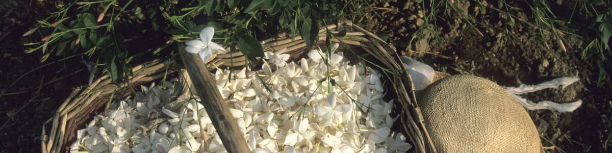 Grasse mit einem Blumen