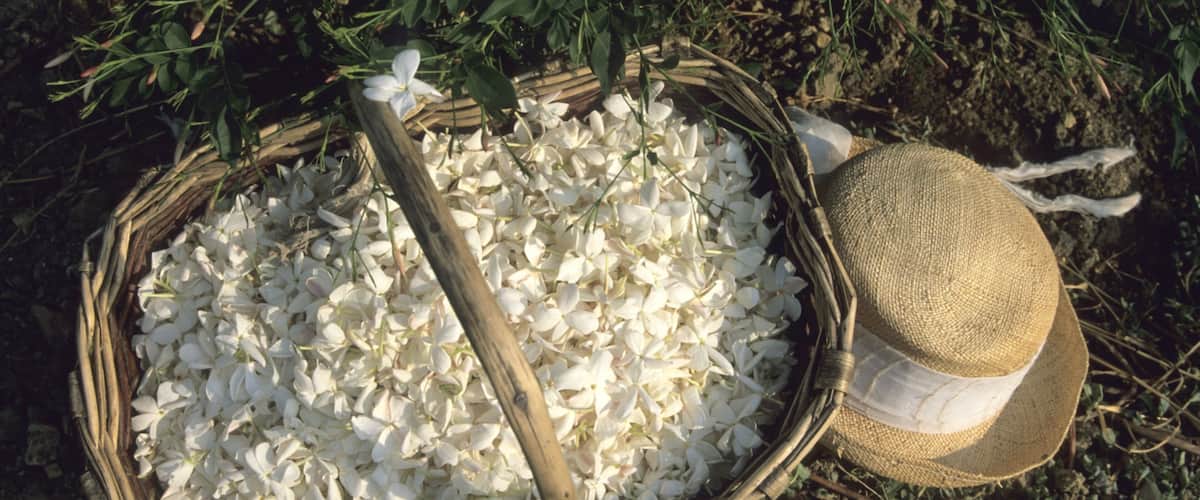 Grasse showing flowers