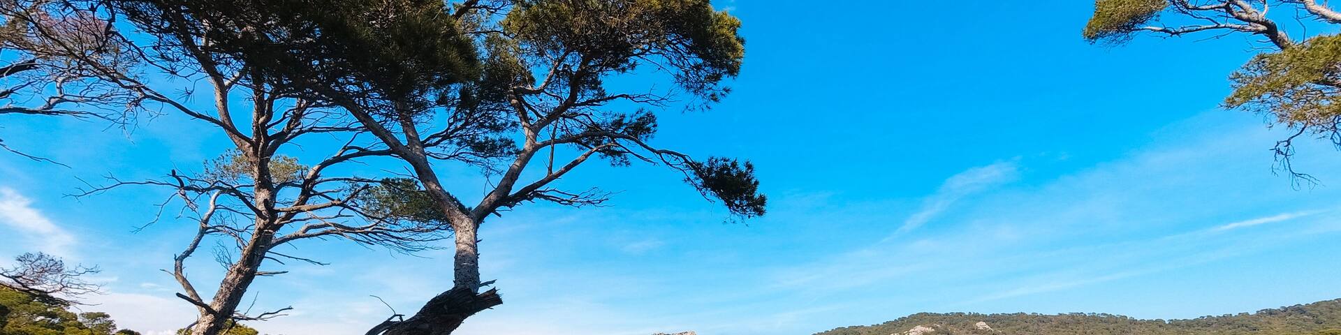 Landscapes, summer Mediterranean sea and beaches of the island of Porquerolles, in Hyères, in the Var in France