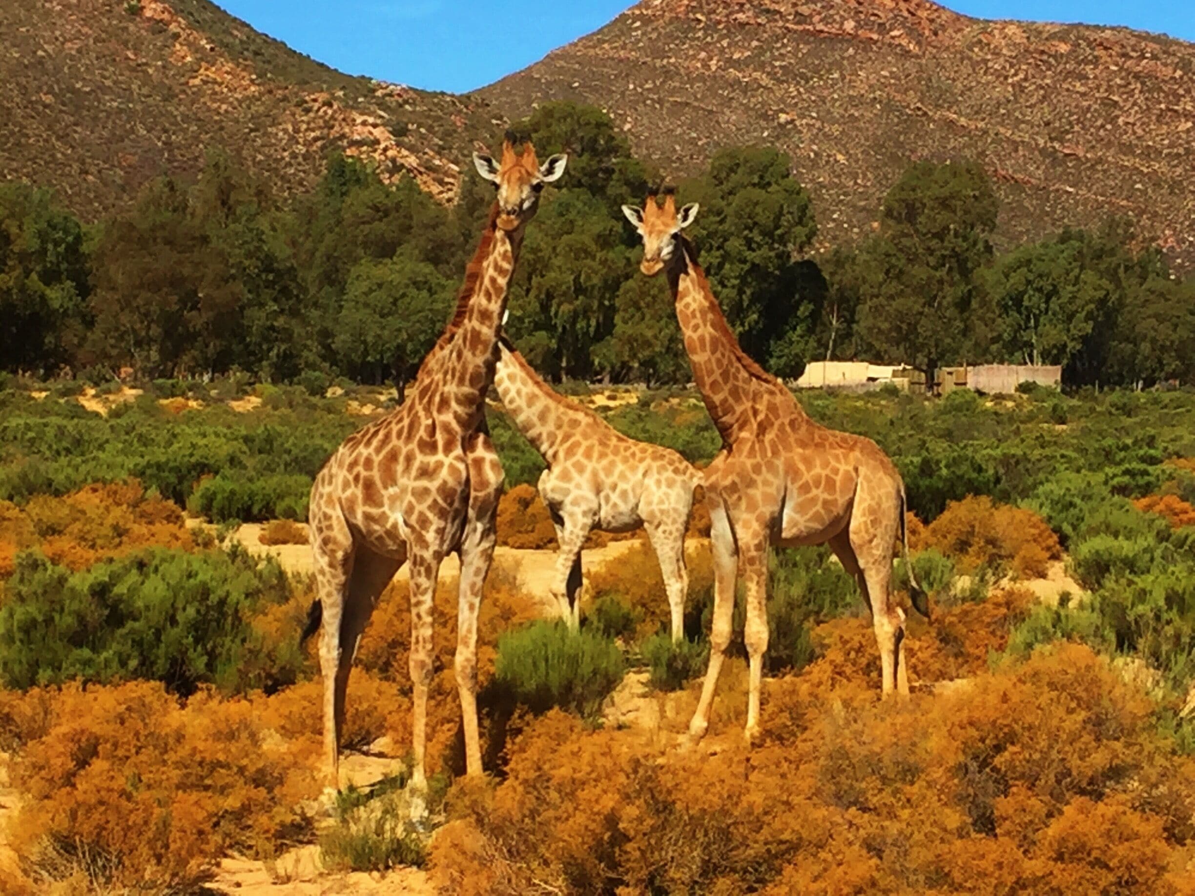 This was their "don't come any closer" expression.