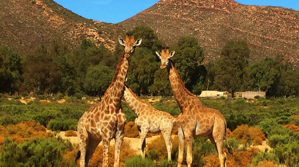 This was their "don't come any closer" expression.