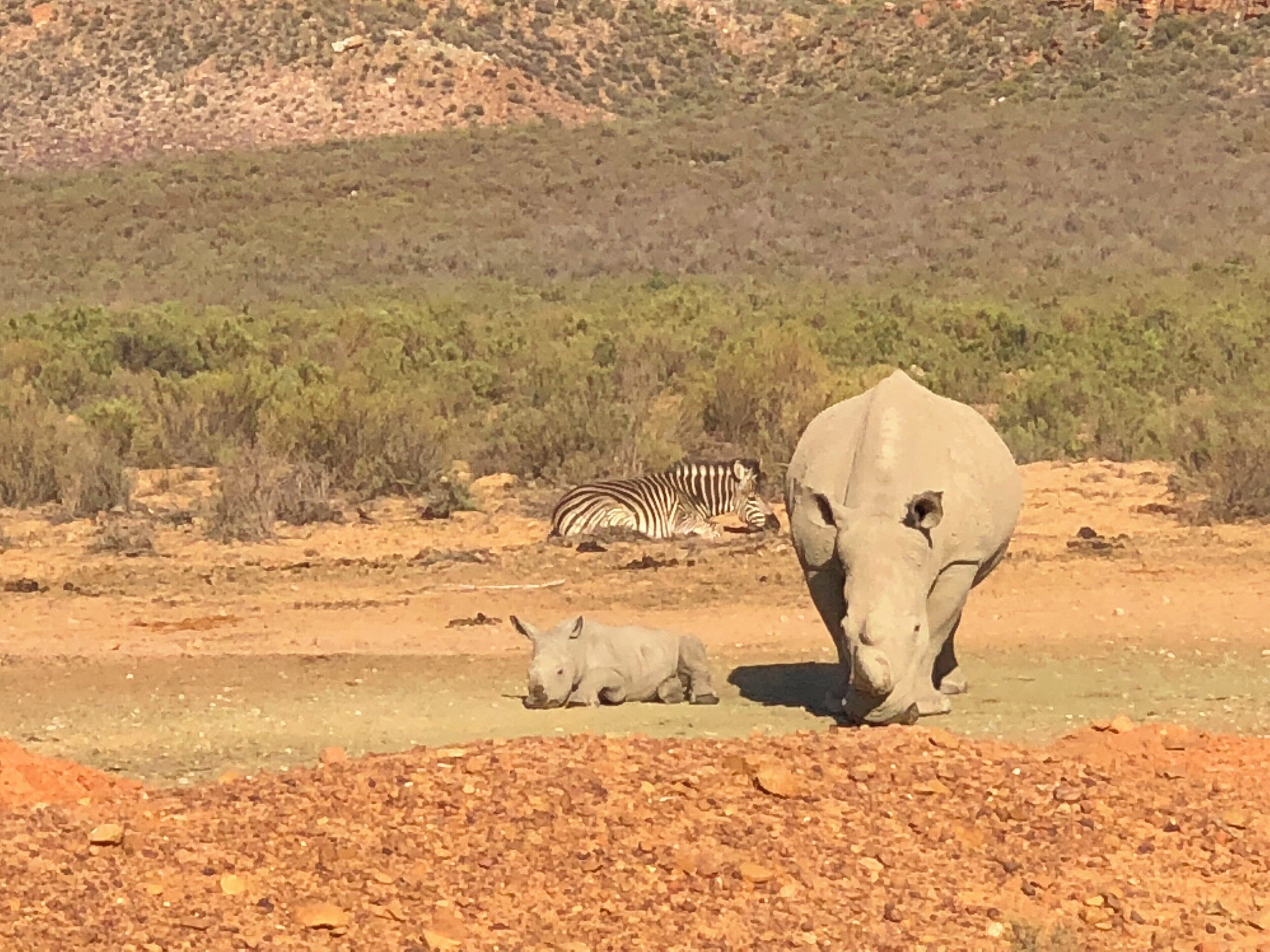 On an early 6am trip around the Aquila Reserve (booked through Expedia.co.uk) we came across a baby rhino with its mother. #LifeAtExpediaGroup