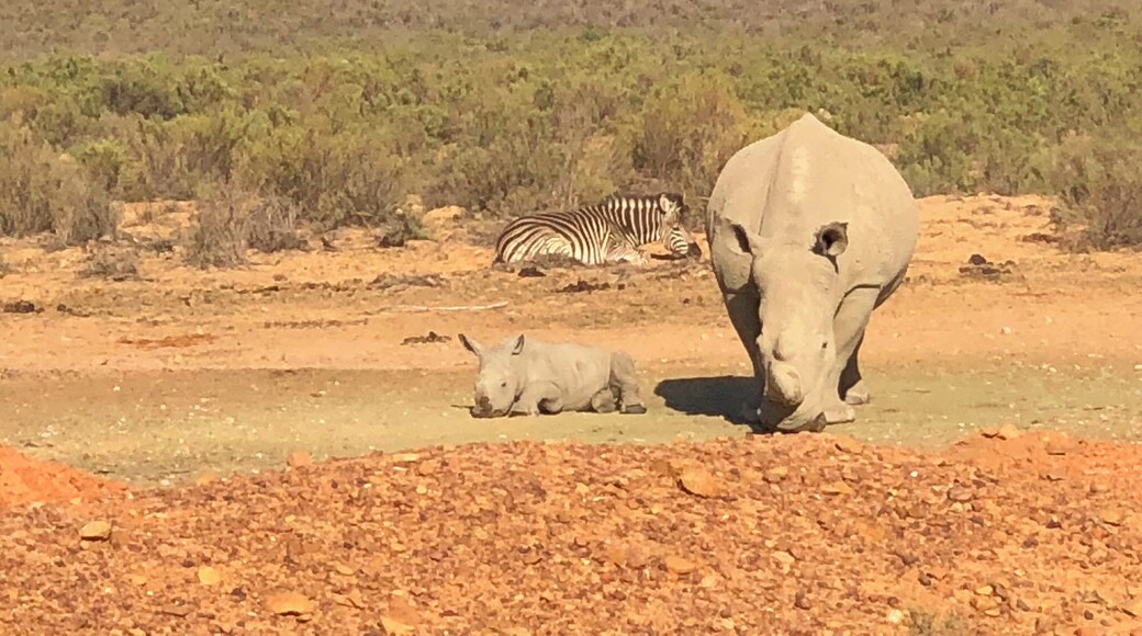 On an early 6am trip around the Aquila Reserve (booked through Expedia.co.uk) we came across a baby rhino with its mother. #LifeAtExpediaGroup