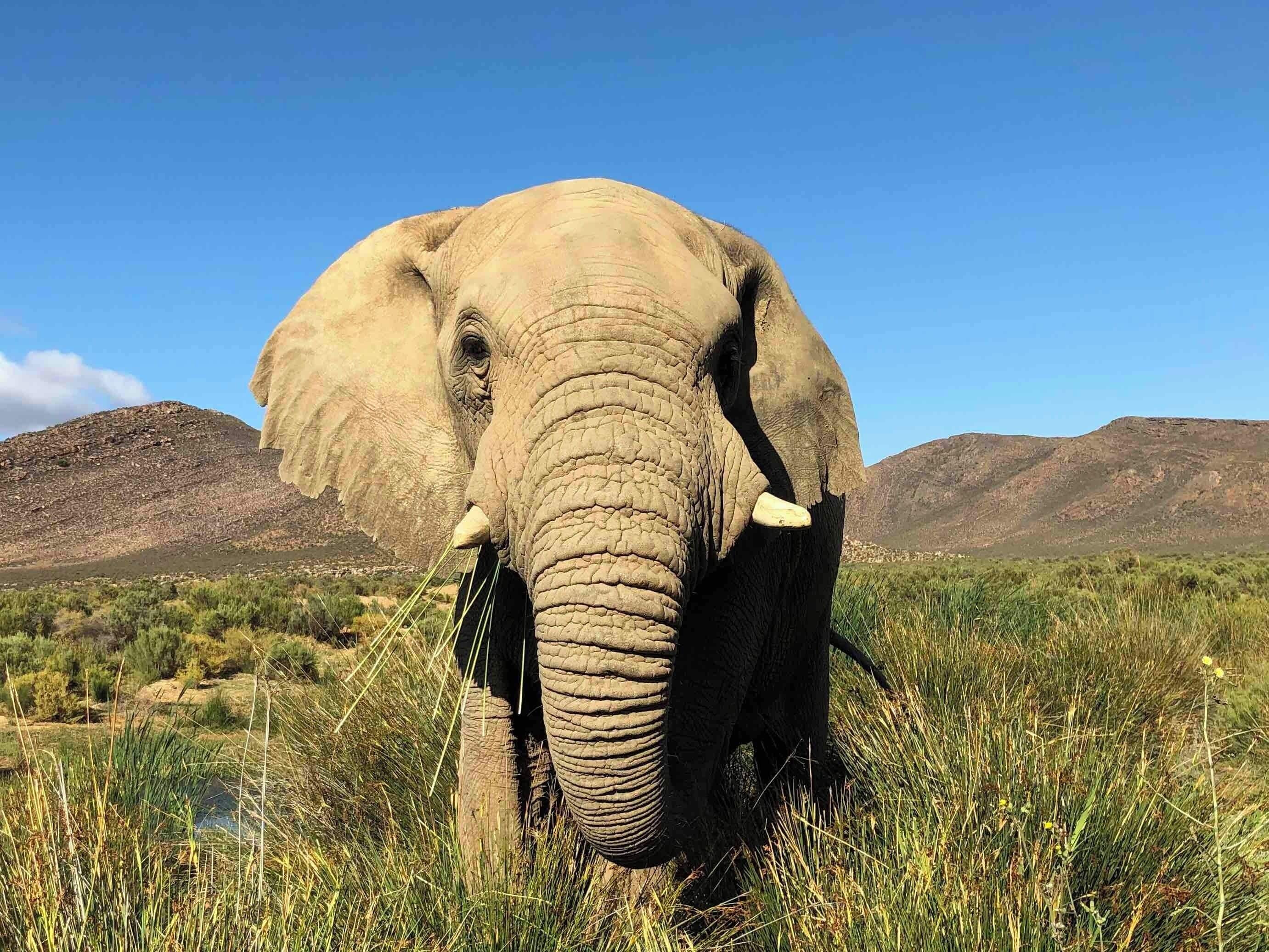 Elephant up close in Aquila #lifeatExpedia