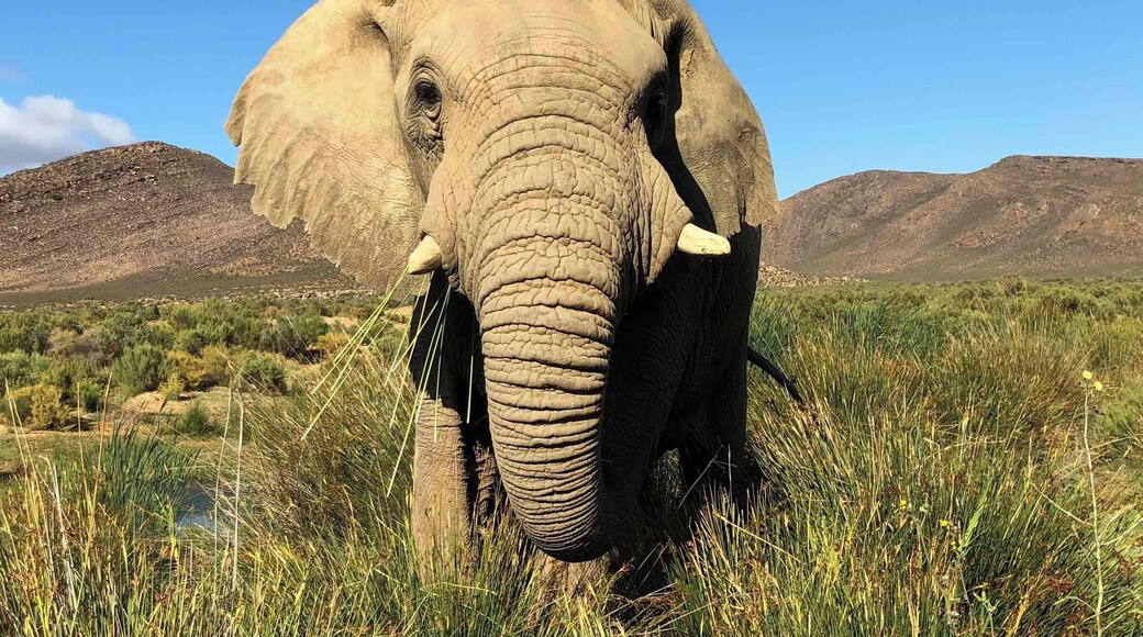 Elephant up close in Aquila #lifeatExpedia