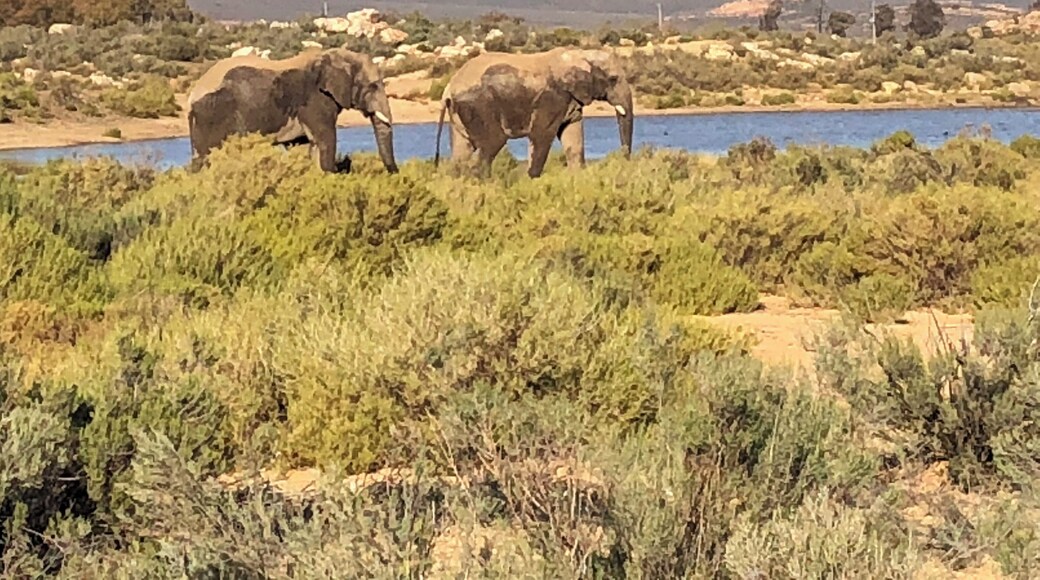 A little animal watching