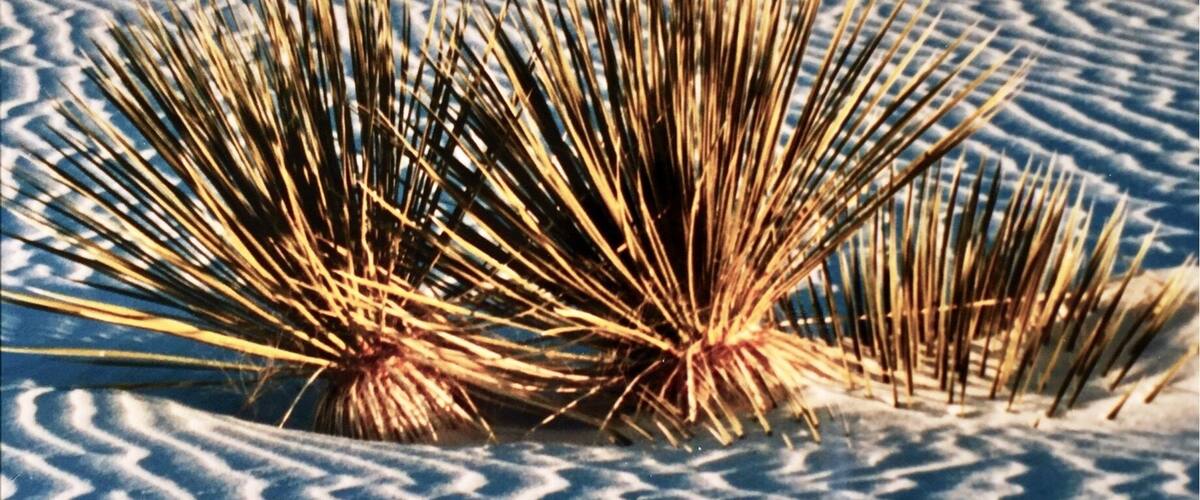 Yuccas at White Sands  in New. Mexico