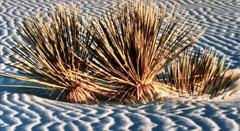 Yuccas at White Sands in New. Mexico