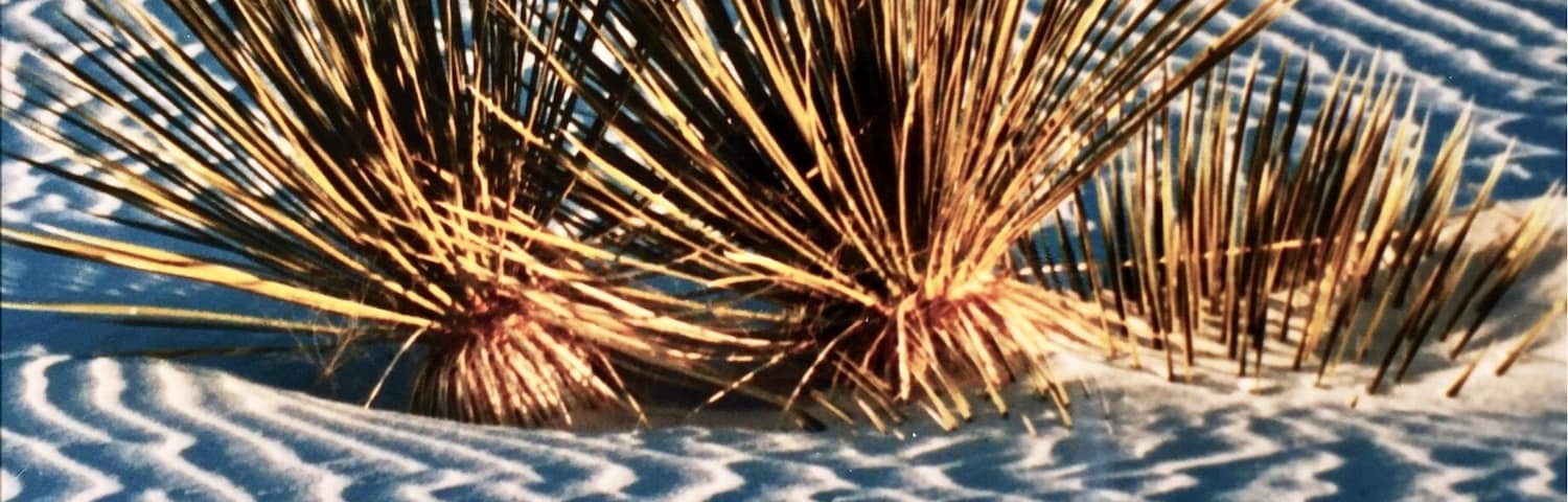 Yuccas at White Sands in New. Mexico