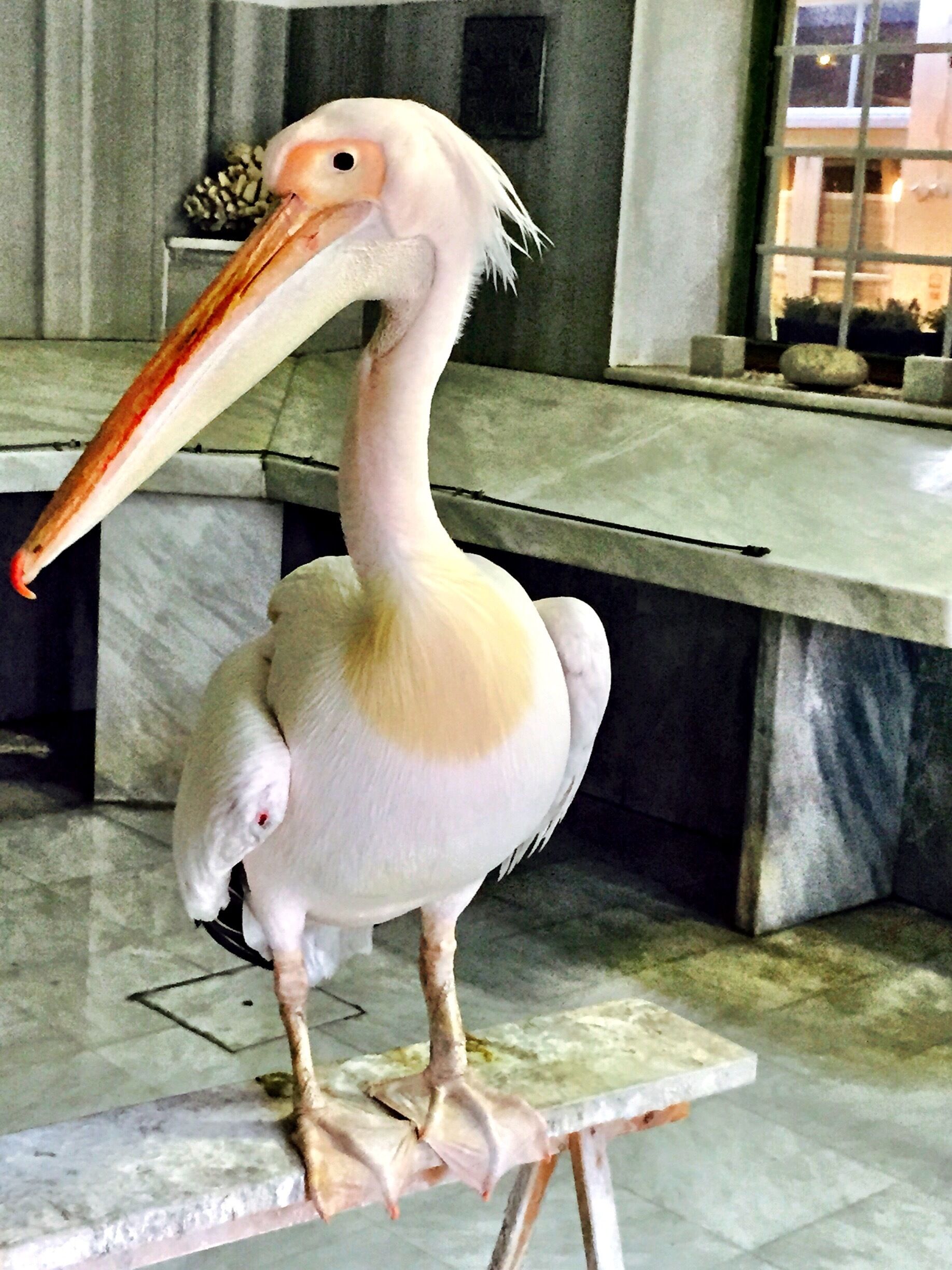 Fisherman Pet Pelikan in shop waiting fishes 
Tinos island Greece