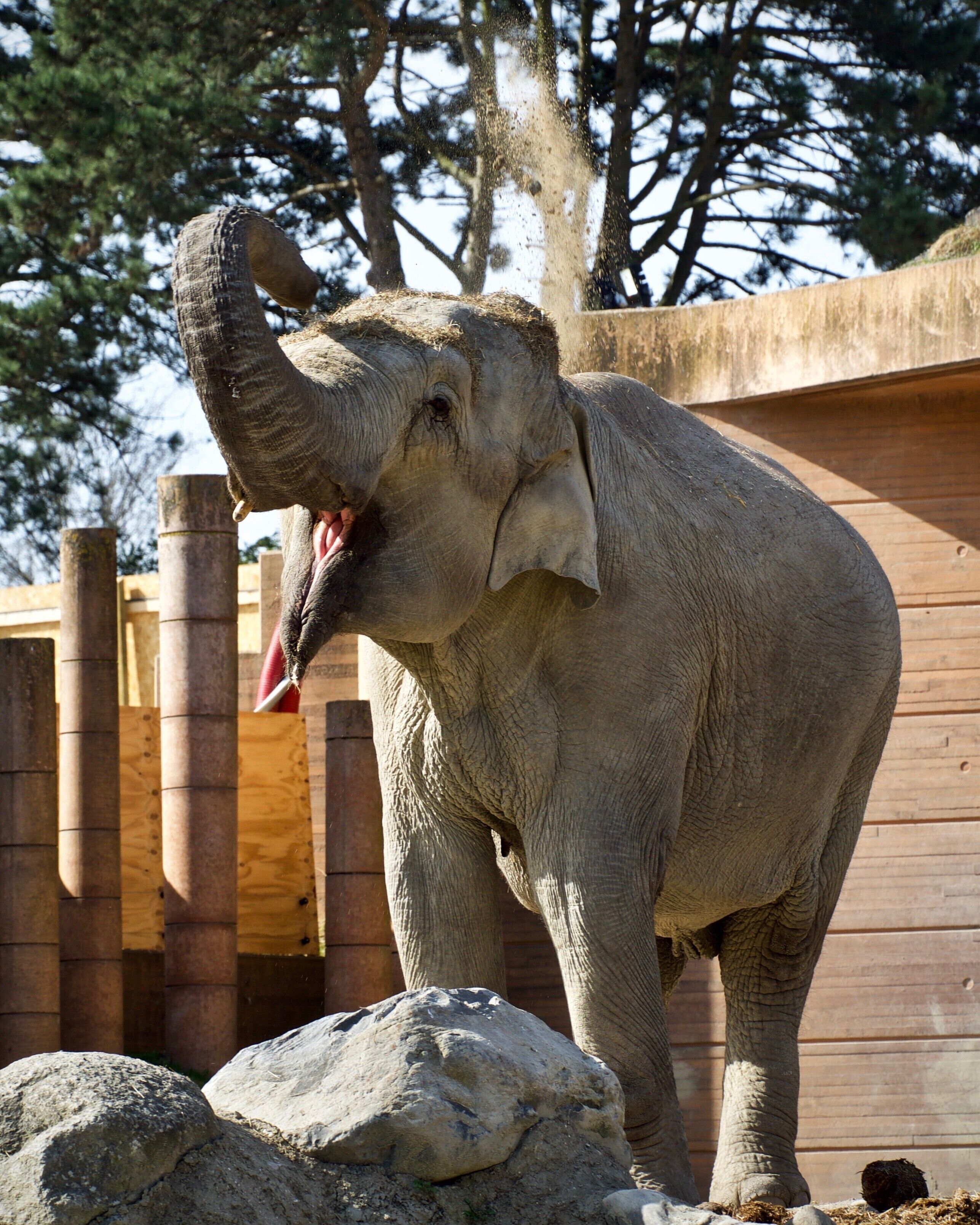 The Frederiksberg Gardens are a beautiful public park, which is very popular among the locals. From this particular place in the park, you have a great, free view of the elephants in Copenhagen Zoo — arguably better than the view you have from inside the zoo. #LikeALocal