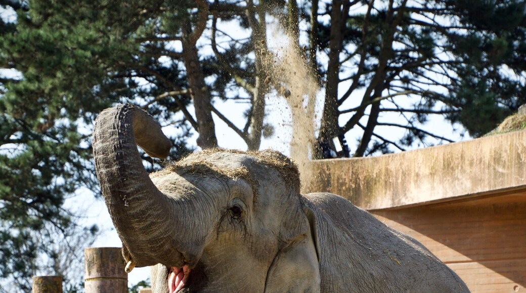 The Frederiksberg Gardens are a beautiful public park, which is very popular among the locals. From this particular place in the park, you have a great, free view of the elephants in Copenhagen Zoo — arguably better than the view you have from inside the zoo. #LikeALocal