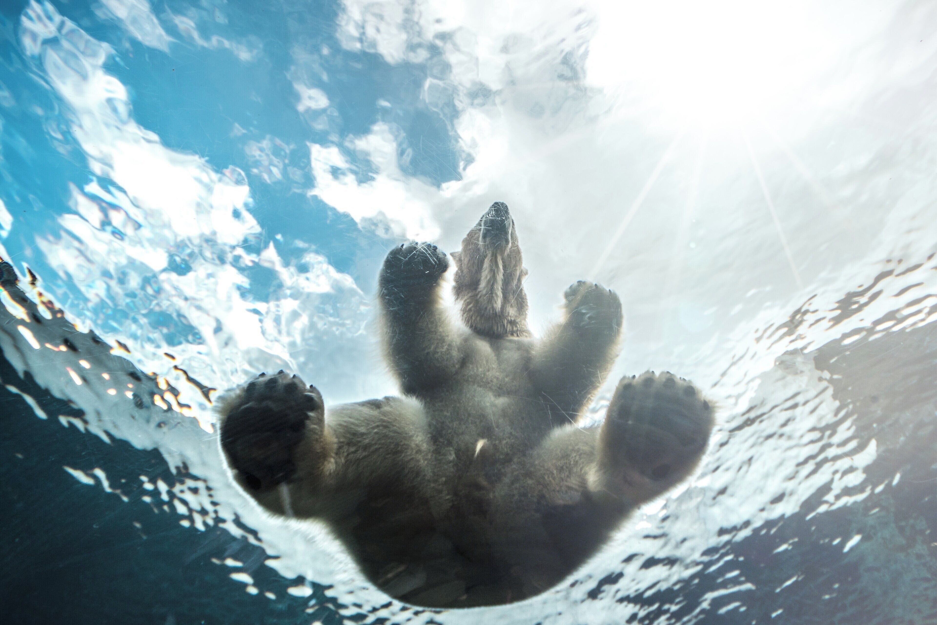 Its one thing to see a polar bear, another entirely to see it sit pretty much on top of you. If you visit Copenhagen Zoo, take time to visit the Arctic Circle. If you're lucky, you might see the polar bear swim over the underground tunnel as you pass through. I was lucky enough to see it.

#BVSBlue
