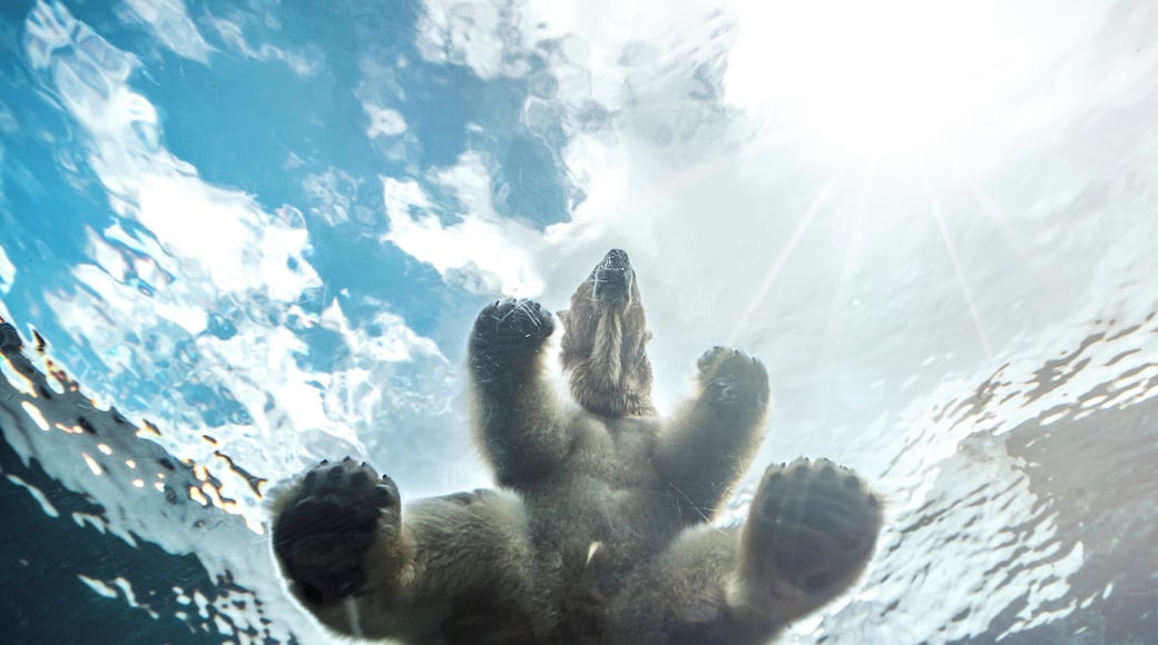 Its one thing to see a polar bear, another entirely to see it sit pretty much on top of you. If you visit Copenhagen Zoo, take time to visit the Arctic Circle. If you're lucky, you might see the polar bear swim over the underground tunnel as you pass through. I was lucky enough to see it.
#BVSBlue
