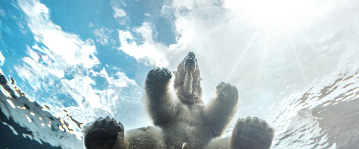Its one thing to see a polar bear, another entirely to see it sit pretty much on top of you. If you visit Copenhagen Zoo, take time to visit the Arctic Circle. If you're lucky, you might see the polar bear swim over the underground tunnel as you pass through. I was lucky enough to see it.
#BVSBlue