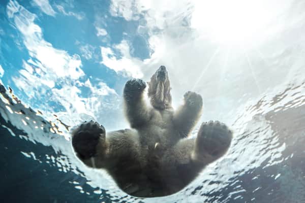 Its one thing to see a polar bear, another entirely to see it sit pretty much on top of you. If you visit Copenhagen Zoo, take time to visit the Arctic Circle. If you're lucky, you might see the polar bear swim over the underground tunnel as you pass through. I was lucky enough to see it.
#BVSBlue