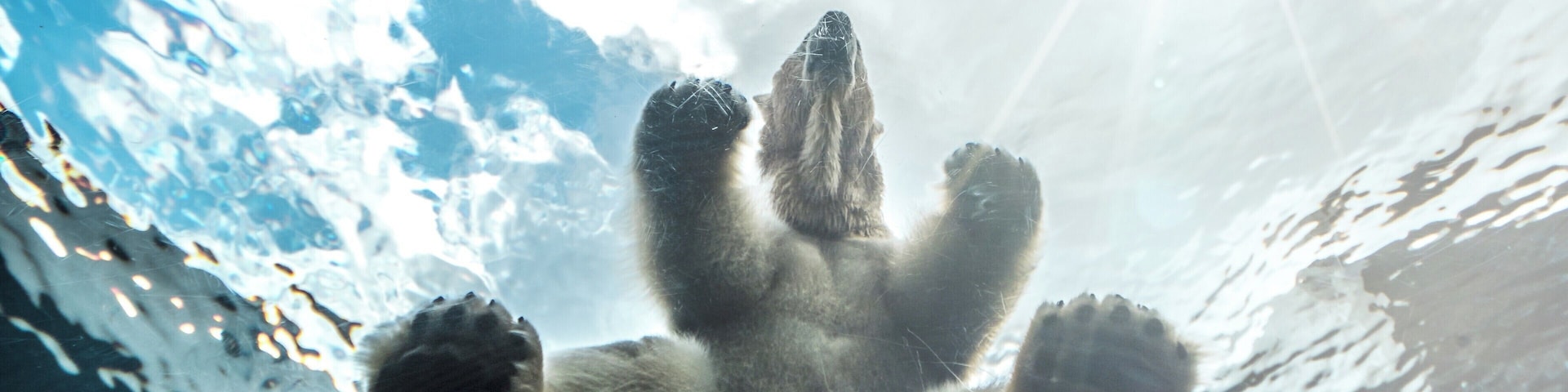 Its one thing to see a polar bear, another entirely to see it sit pretty much on top of you. If you visit Copenhagen Zoo, take time to visit the Arctic Circle. If you're lucky, you might see the polar bear swim over the underground tunnel as you pass through. I was lucky enough to see it.
#BVSBlue
