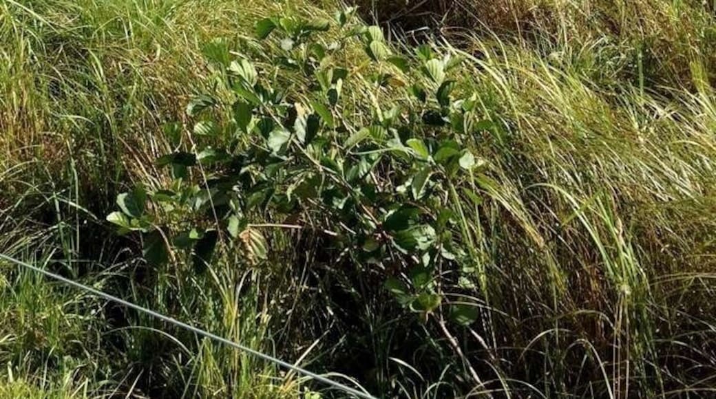 Beautiful Nature at Nørrestrand in Horsens, Denmark. You're allowed to walk among grassing cows:o