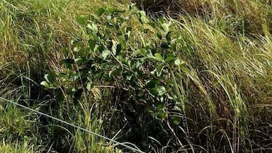 Beautiful Nature at Nørrestrand in Horsens, Denmark. You're allowed to walk among grassing cows:o