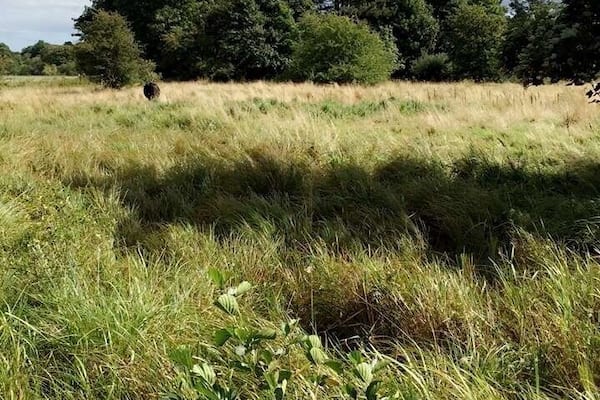 Beautiful Nature at Nørrestrand in Horsens, Denmark. You're allowed to walk among grassing cows:o