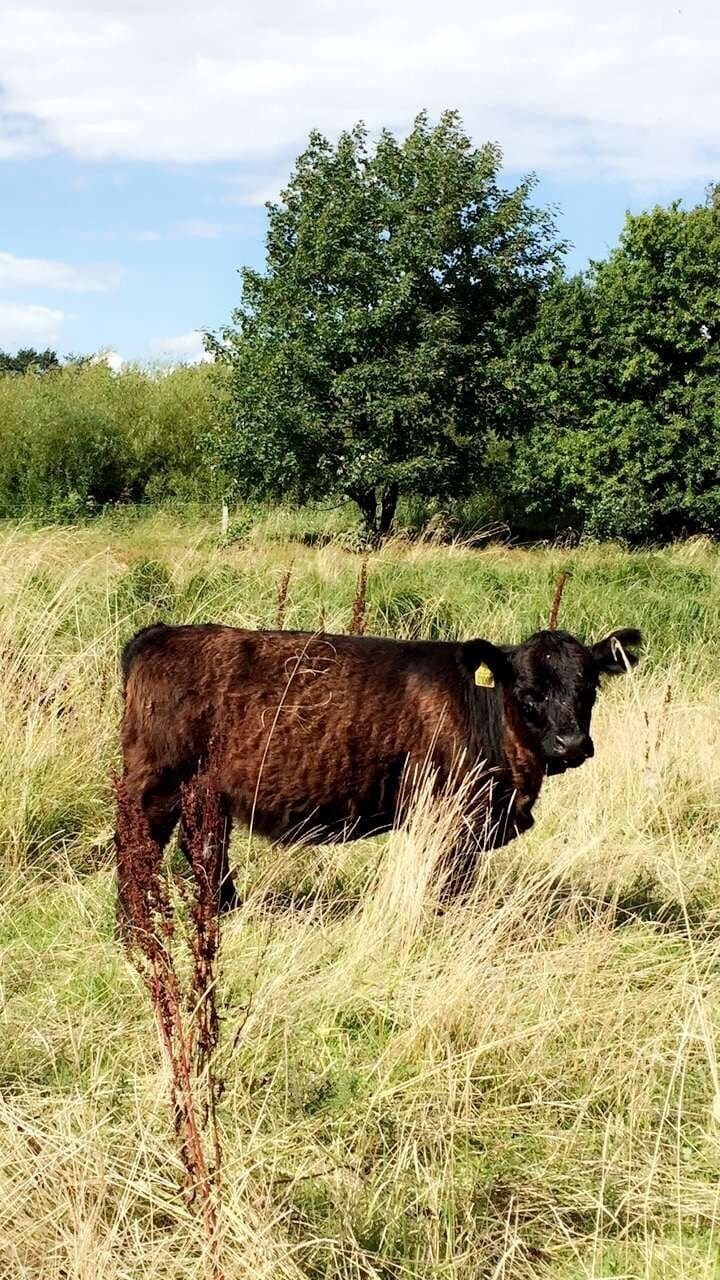 Beautiful Nature at Nørrestrand in Horsens, Denmark. You're allowed to walk among grassing cows:o