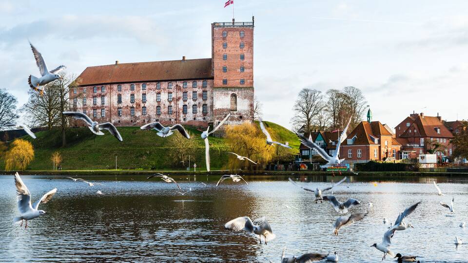 Seabirds flocking at Slotssøen (Castle Lake) in Kolding, Denmark. In the background, Koldinghus, an old Danish castle, lies on a green hilltop.
