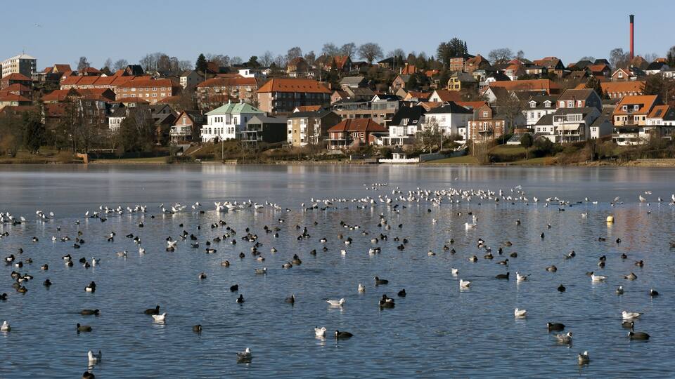 Birds all over the lake