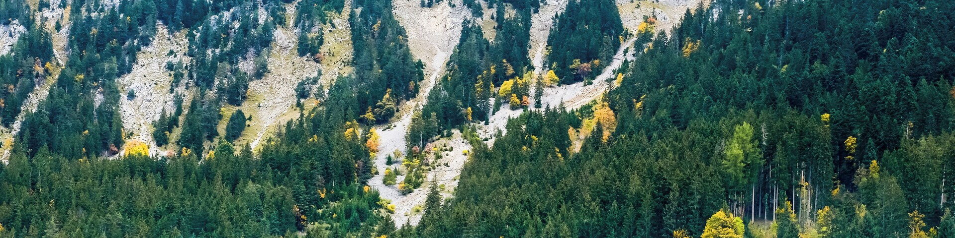 Alphorn is part of all cultural assemblies in Switzerland. The 'désalpe' makes no exception to the rule. As we celebrate the cows leaving the Alpine heights to come home for winter, cheese, wine, bells and Alphorns make the day! #Culture