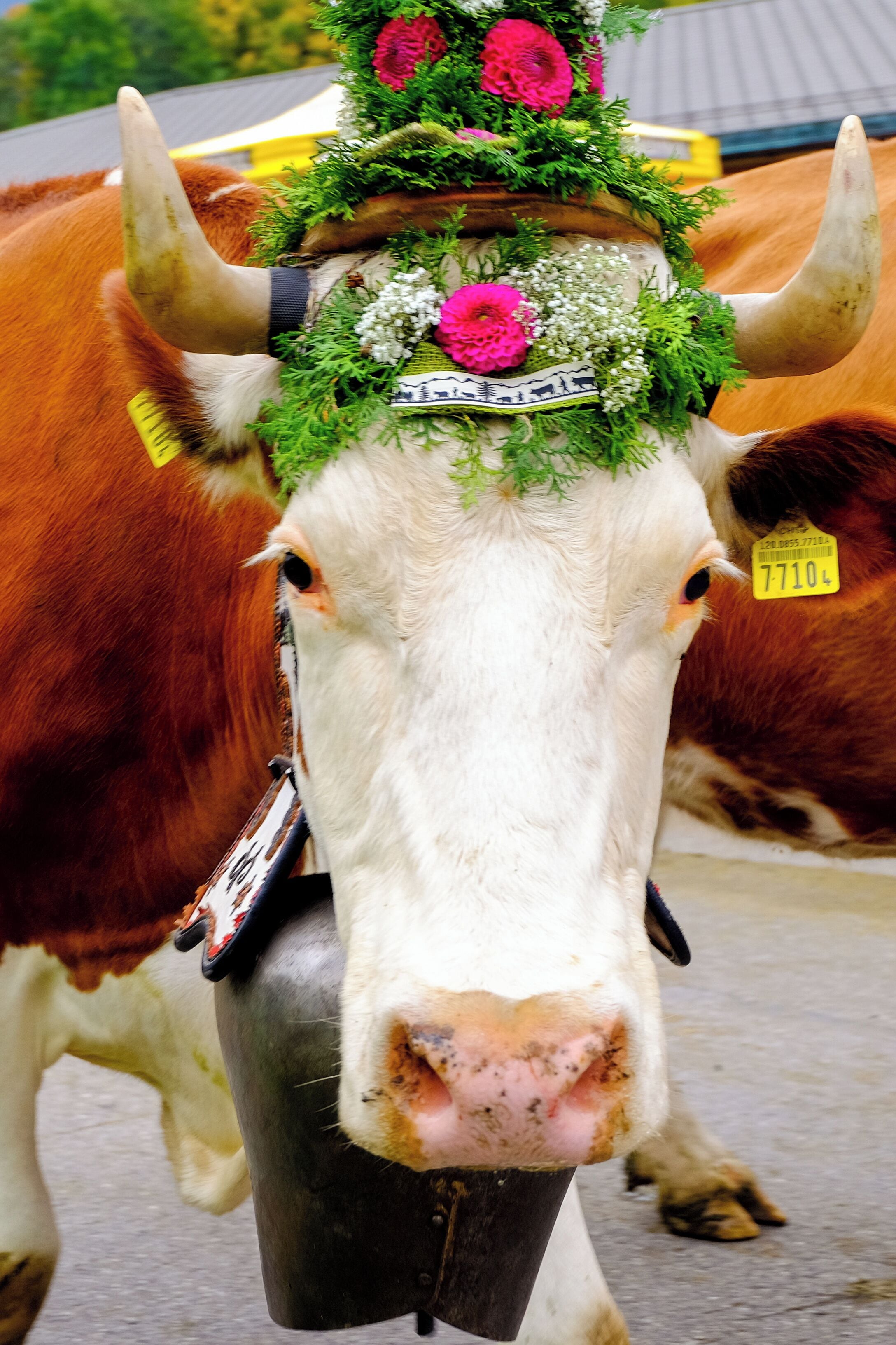 Every year, in September, the cows leave the Alpine heights and go down in the valley for winter. A week-end of celebration marks this event where gatherings in villages happen to celebrate - and thank - the cows coming home. That is a pure heritage in Switzerland called 'la désalpe'.
#Culture