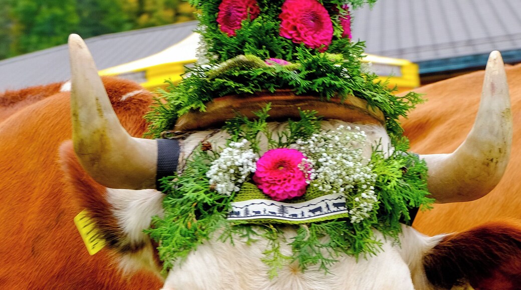 Every year, in September, the cows leave the Alpine heights and go down in the valley for winter. A week-end of celebration marks this event where gatherings in villages happen to celebrate - and thank - the cows coming home. That is a pure heritage in Switzerland called 'la désalpe'.
#Culture
