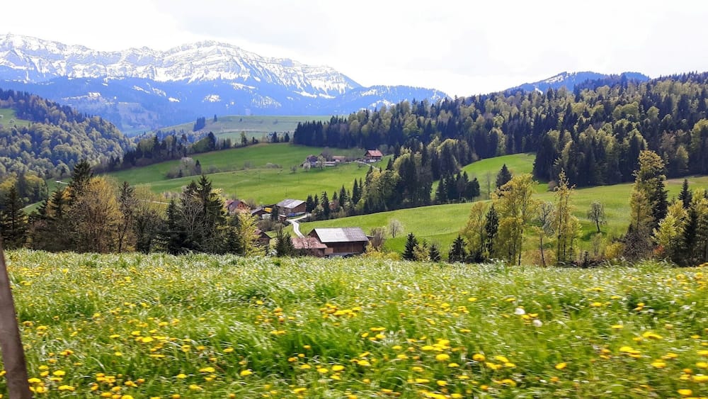 Taken from the car whilst driving from Bern to lucerne on the scenic route 😍 #green