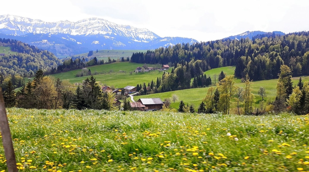 Taken from the car whilst driving from Bern to lucerne on the scenic route 😍 #green