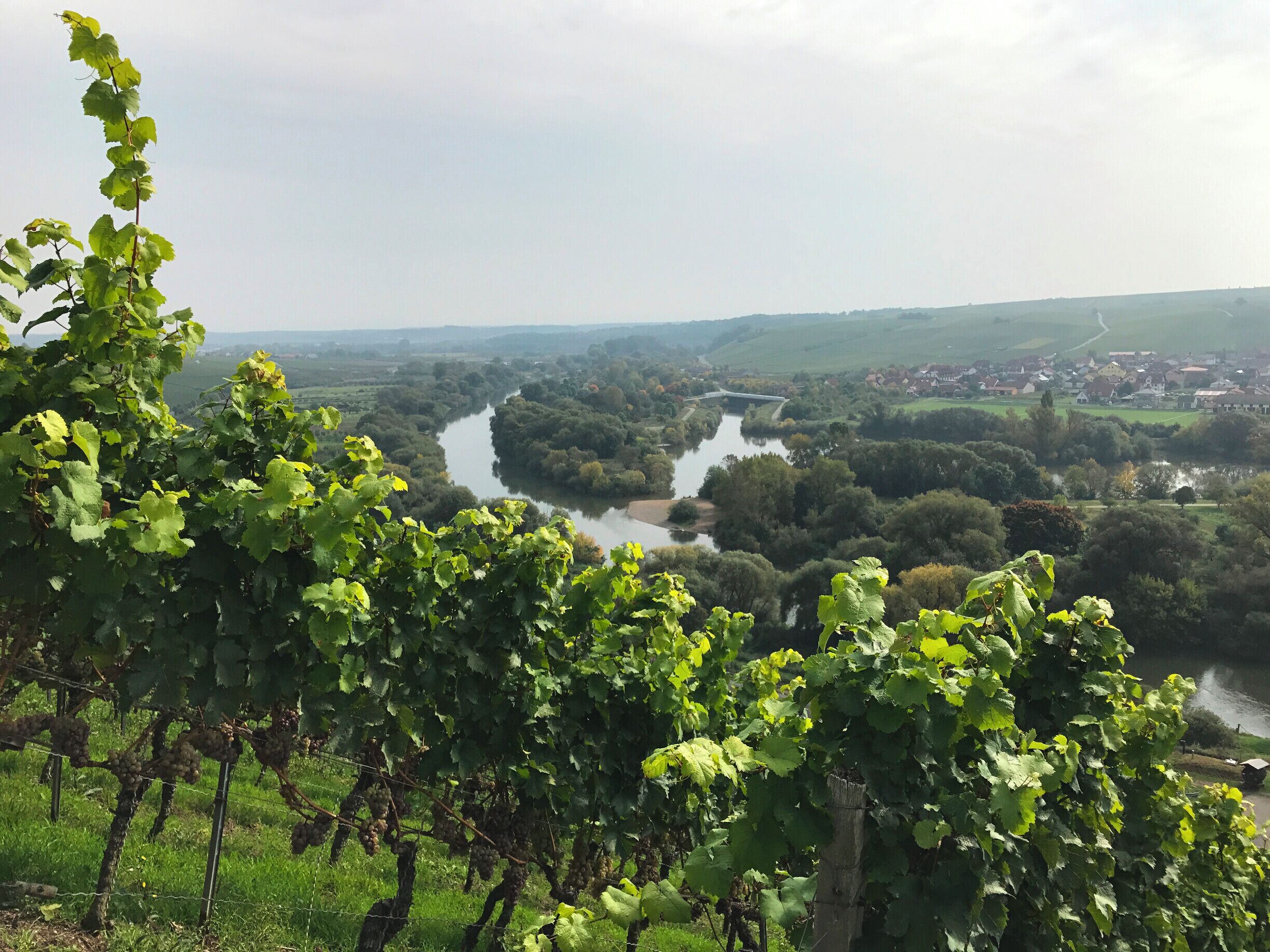 Mainhang an der Vogelsburg