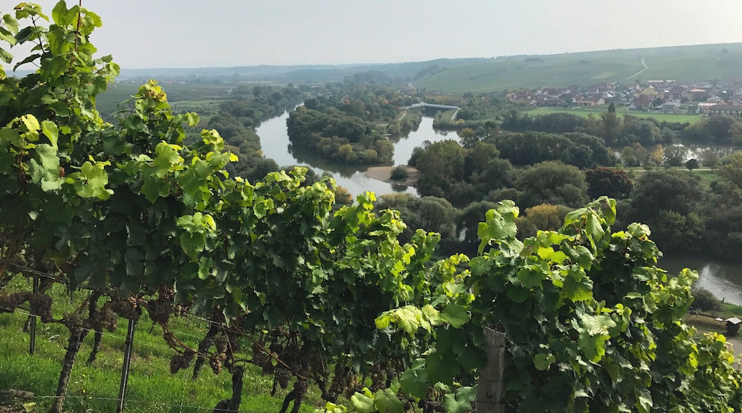 Mainhang an der Vogelsburg