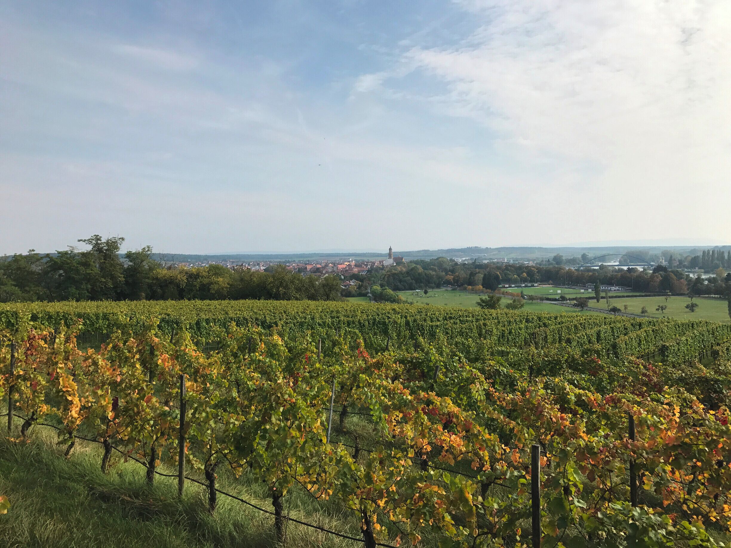 Vineyards near Volkach