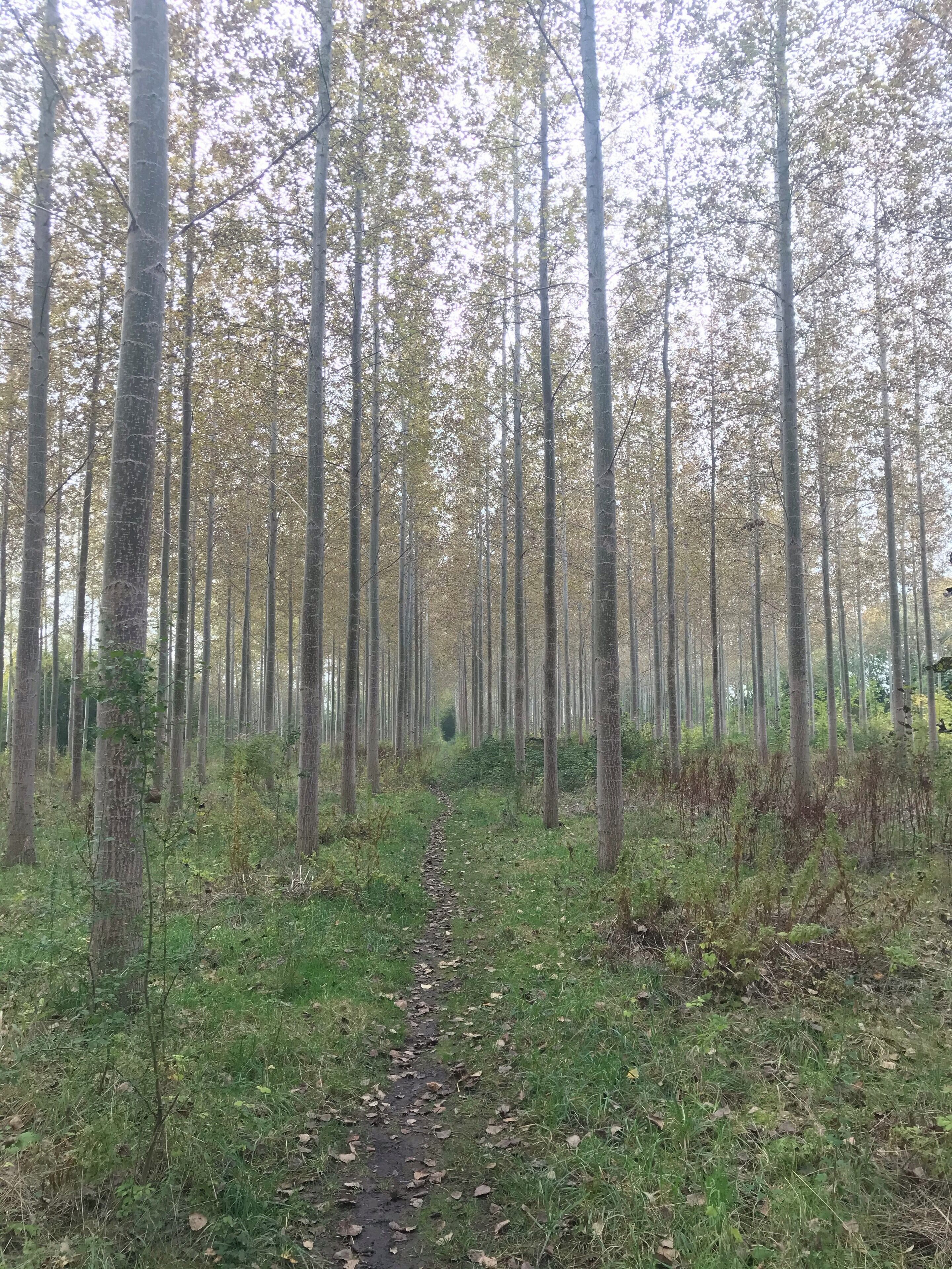 Just off the busy road... love the tall trees in here!
#MyBackyard