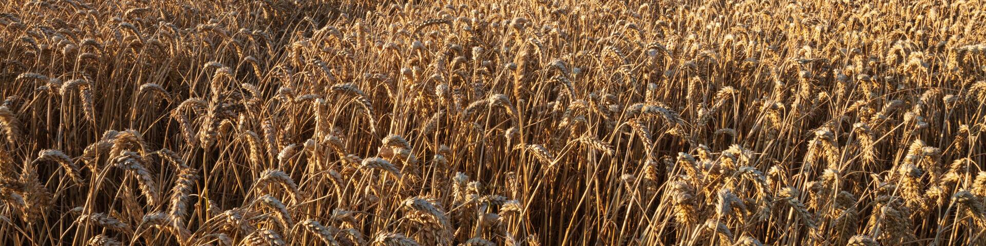 Golden wheatfield below Devil's Punchbowl on Hackpen Hill, near Wantage, Oxfordshire, England, United Kingdom, Europe