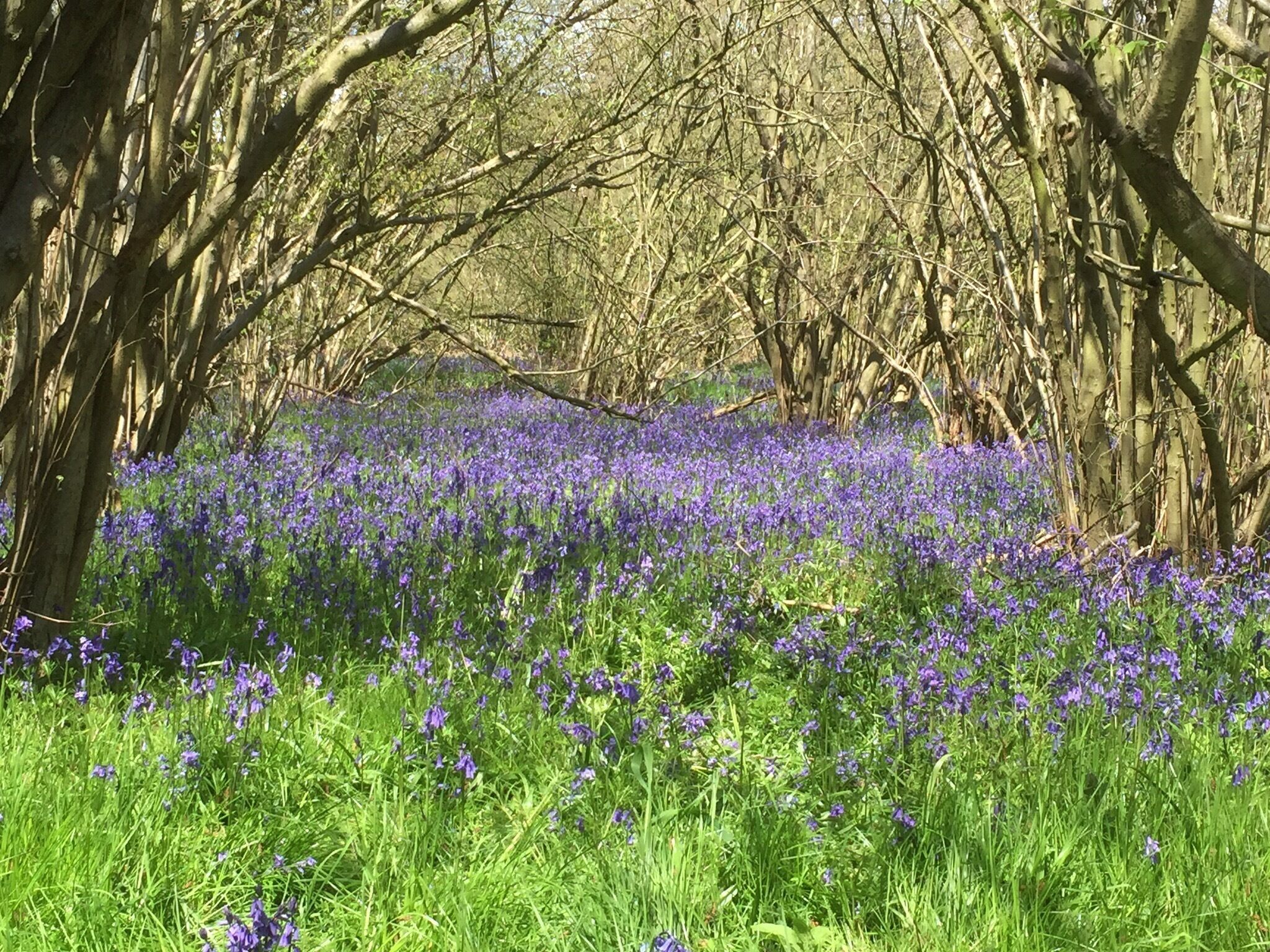 Hambleton peninsula-Rutland Water.