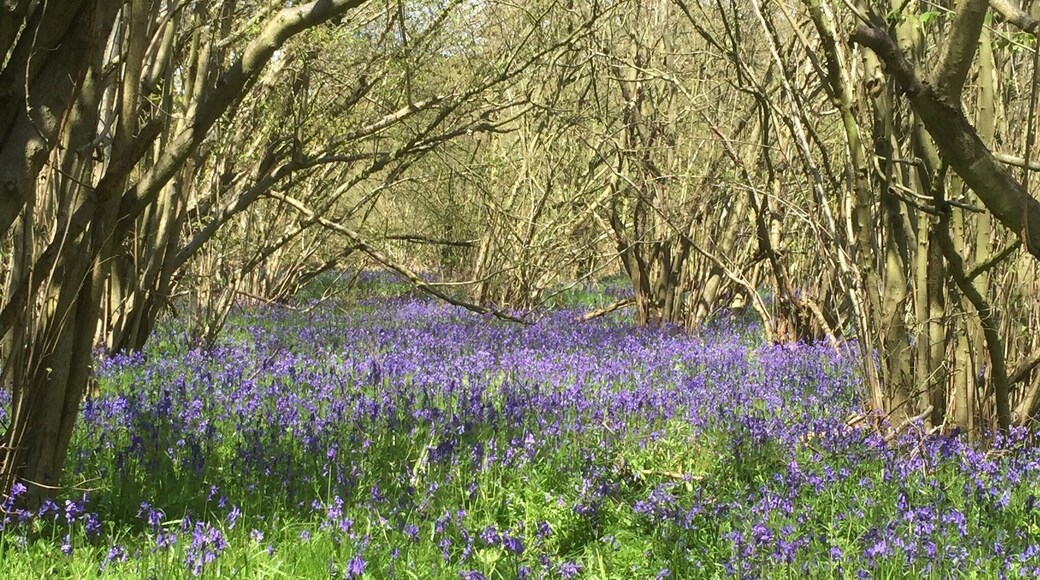 Hambleton peninsula-Rutland Water.