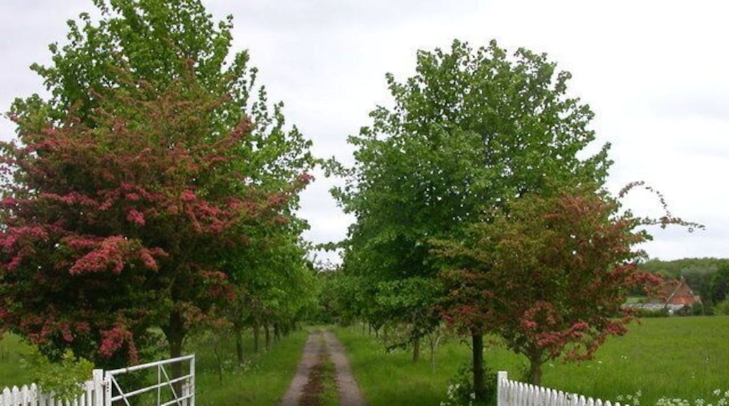Whittlewood Forest The lane to Townsend Nurseries.