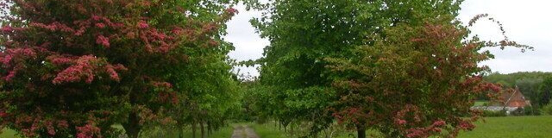 Whittlewood Forest The lane to Townsend Nurseries.